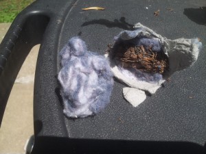 Lint and Pine Cone in Cup