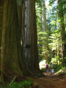 Jake Anderson of Hobo Hammock Hiking near Giant Redwoods