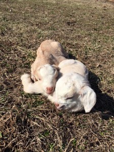 Why are there goats at Horseshoe Canyon Ranch Baby Kids Baby Goats